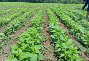 Cultivo de ajonjolí impulsa diversificación agrícola en el ciclo 2025/2026