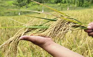 INTA impulsa innovación genética con vivero de líneas mejoradas de arroz