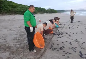Con éxito liberan cientos de tortuguillos paslama en playa de Chacocente