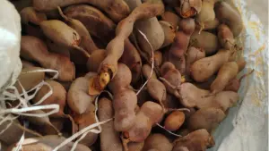 Masaya y León lideran la producción nacional de tamarindo