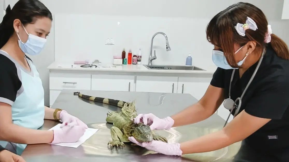 Primer hospital veterinario de Nicaragua supera 4 mil atenciones
