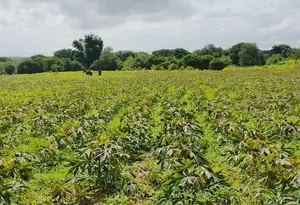 Costa Caribe y León lideran producción de yuca en Nicaragua