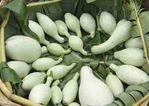 Familias productoras impulsan la cosecha de pepinos y pipián