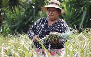 Nicaragua consolida la piña como rubro clave en su canasta exportadora