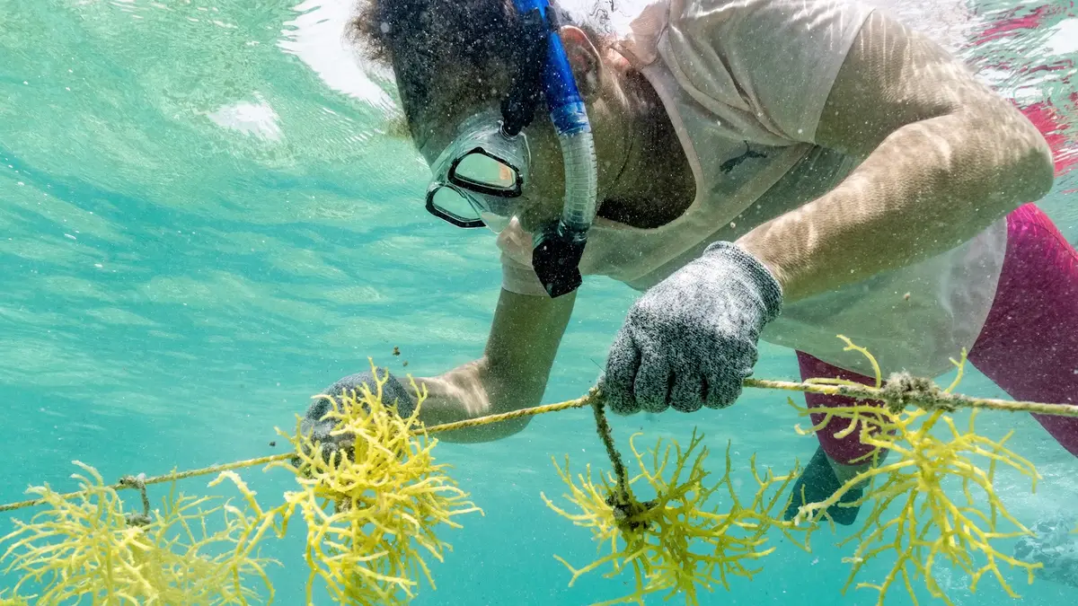 Mujeres en Belice impulsan economía sostenible con cultivo de algas marinas