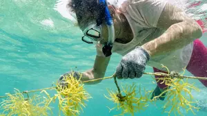 Mujeres en Belice impulsan economía sostenible con cultivo de algas marinas
