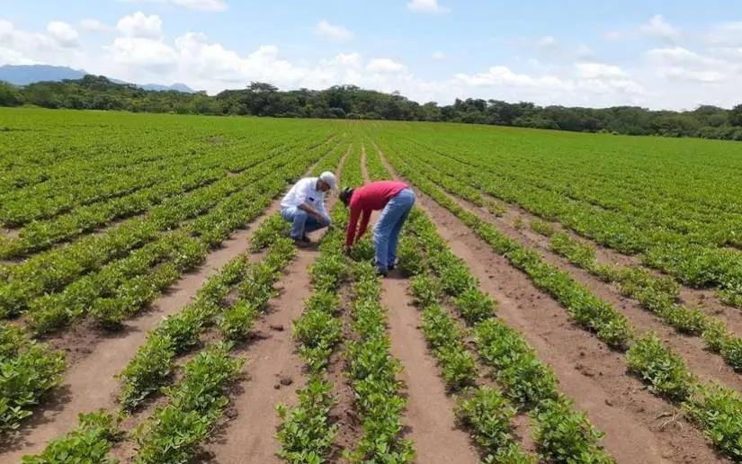 Sembramos futuro: más de 48 mil manzanas de maní listas para producir