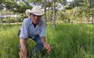 Pequeños productores de Estelí impulsan cosecha de chía y linaza en 2025