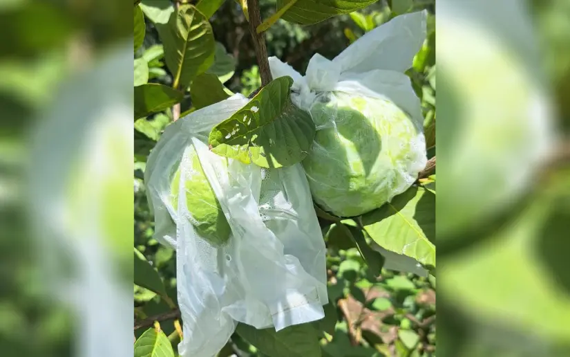 La guayaba impulsa la agroindustria con más de 700 manzanas cultivadas