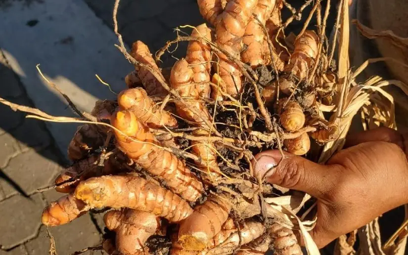 Productores nicaragüenses acopian casi 400 mil libras de cúrcuma en 2025