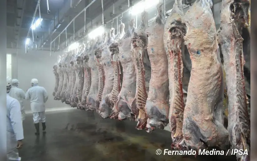 Exportadores nicaragüenses comienzan envíos de carne a China