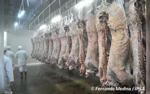 Exportadores nicaragüenses comienzan envíos de carne a China