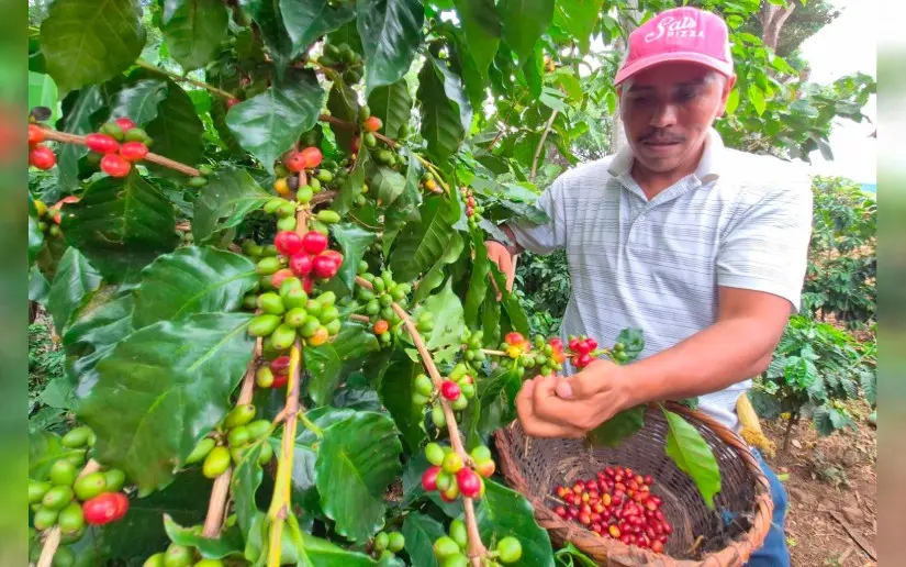 INTA capacita a productores en selección y manejo de semillas de café
