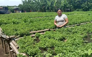 Hierbabuena: cultivo sostenible que fortalece economías familiares