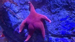 Estrella de mar causa furor en redes por su aspecto durante expedición científica