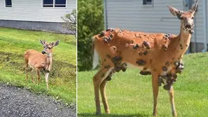 Brote viral causa aparición de ‘animales zombi’ en Estados Unidos