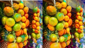 Cultivo de mandarina impulsa ingresos y diversificación agrícola en Nicaragua