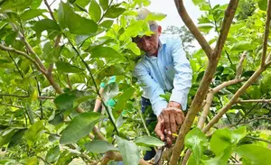 Capacitan a productores en poda para estimular floración del limón Tahití