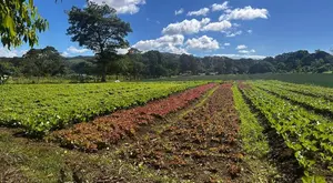 Productores de Jinotega y Matagalpa lideran cosecha de lechuga