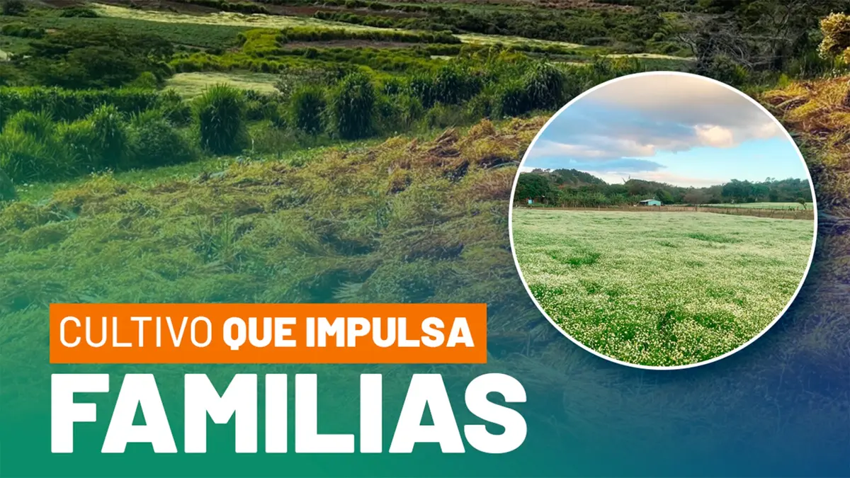 La manzanilla impulsa la economía de familias rurales en San Nicolás