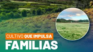 La manzanilla impulsa la economía de familias rurales en San Nicolás