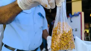 Nicaragua pone en marcha Segunda Jornada nacional contra la leptospirosis