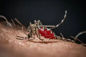 Advierten repunte de dengue y Covid-19 en El Salvador