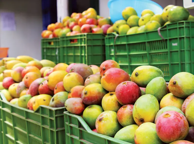 Producción de mango en Nicaragua alcanza 4.5 millones de kilogramos hasta junio