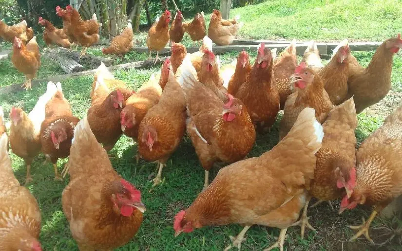 Producción avícola en fincas familiares garantiza sustento en el campo