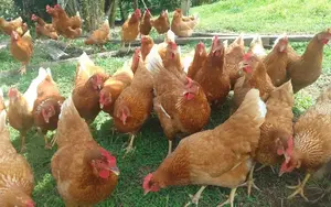 Producción avícola en fincas familiares garantiza sustento en el campo