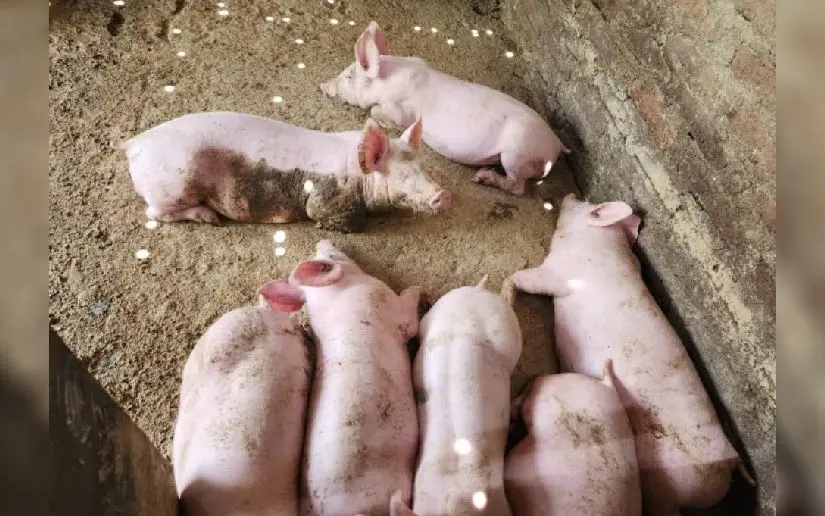 Nicaragua registra más de 499 mil cerdos en producción porcina