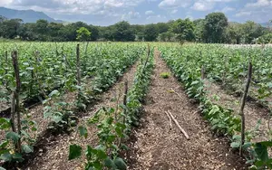 Nicaragua proyecta cosecha de más de 813 mil pepinos este mes