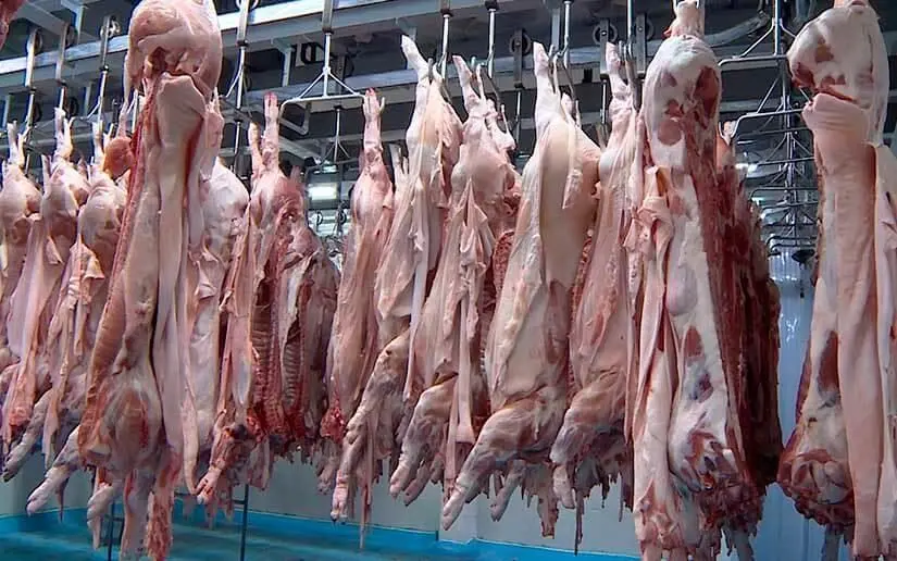 Producción de carne porcina en Nicaragua supera los 21 millones de libras