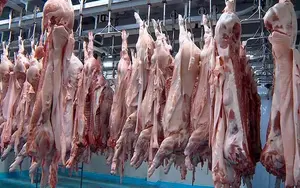 Producción de carne porcina en Nicaragua supera los 21 millones de libras