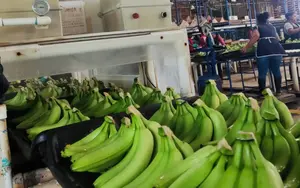 Chinandega cosecha 3.4 millones de cajas de banano en lo que va del año