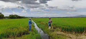 Nicaragua refuerza soberanía alimentaria con siembra de arroz de riego