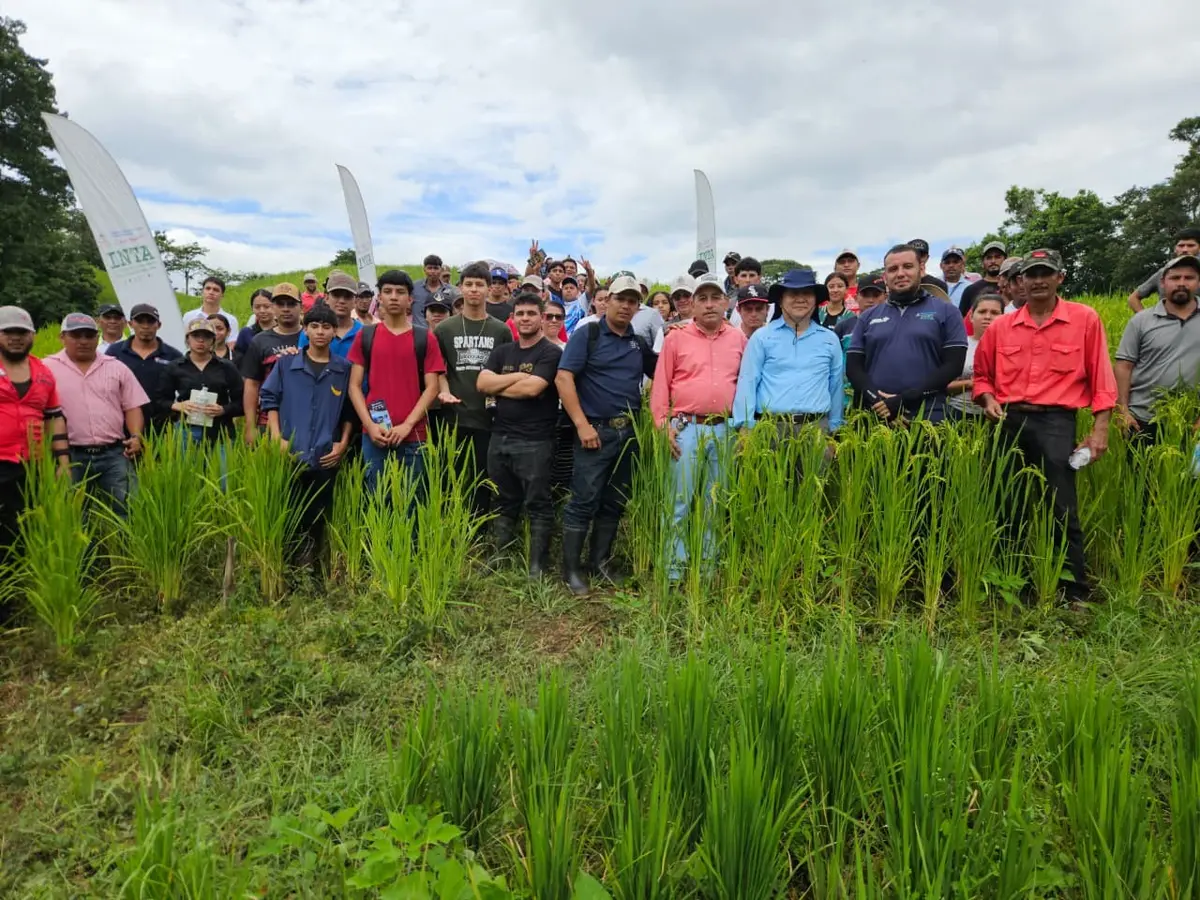 Productores aprenden nuevas técnicas para mejorar el cultivo de arroz de secano