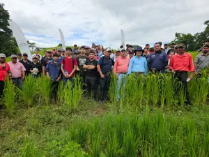Productores aprenden nuevas técnicas para mejorar el cultivo de arroz de secano