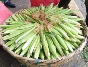 Productores recogen más de 220 mil docenas de chilote en primera siembra