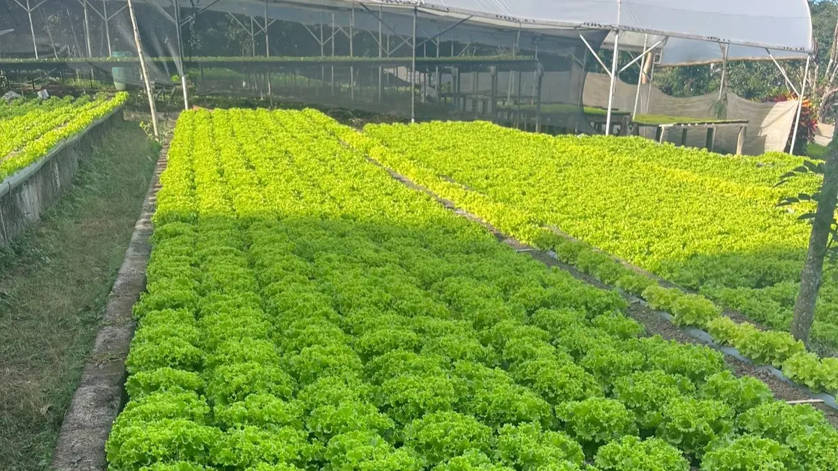 El campo alimenta a Nicaragua: cosecha de lechuga supera el millón de unidades