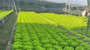 El campo alimenta a Nicaragua: cosecha de lechuga supera el millón de unidades