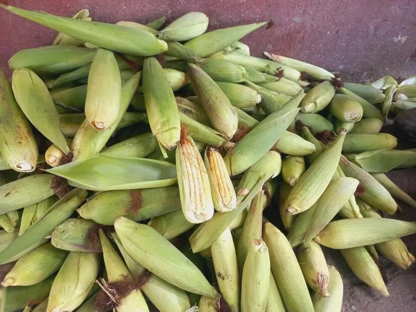 Nicaragua produce más de 1.7 millones de elotes en ciclo agrícola 2025/2026