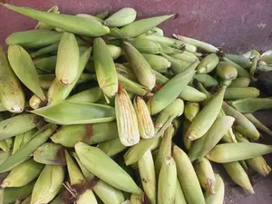 Nicaragua produce más de 1.7 millones de elotes en ciclo agrícola 2025/2026