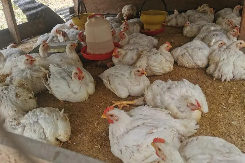 Producción nacional de carne de pollo supera los 284 millones de libras en agosto