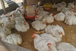 Producción nacional de carne de pollo supera los 284 millones de libras en agosto