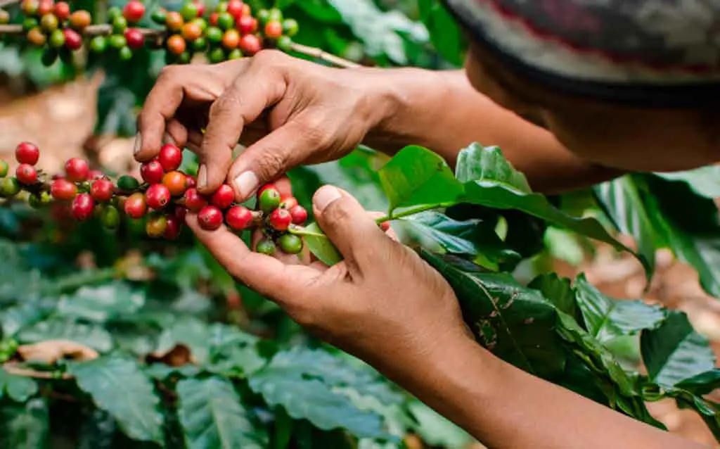 Honduras proyecta aumento del 10 % en producción de café para 2026