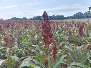 Productores proyectan sembrar 19 mil manzanas de sorgo en ciclo 2025/2026