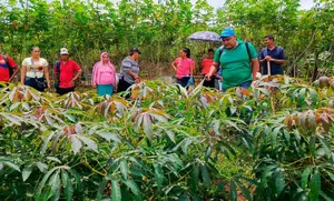 INTA presenta nuevas variedades de yuca en Río San Juan