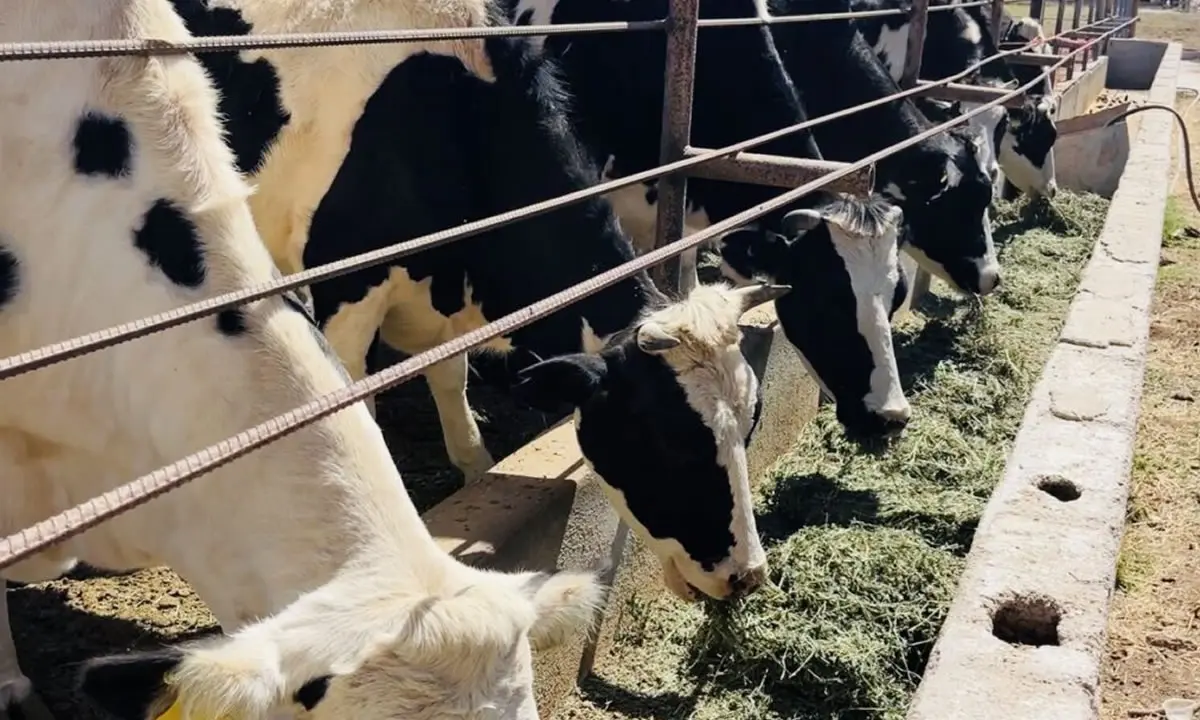 IPSA fortalece la sanidad animal junto a ganaderos de Nueva Guinea