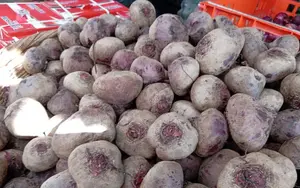 Remolacha fortalece seguridad alimentaria con más de 32 mil quintales producidos